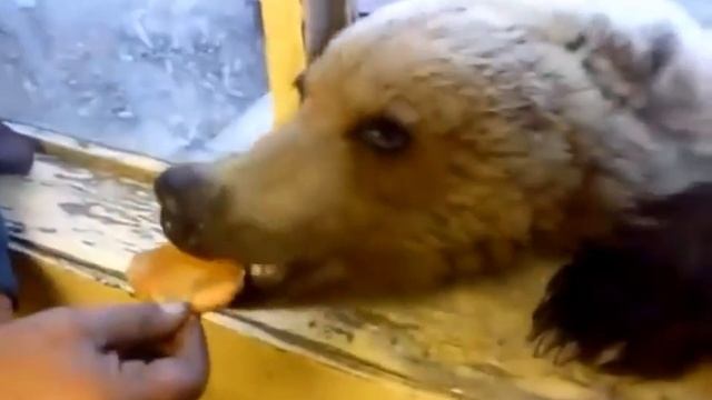 Russian man feeding a bear through his window смотреть онлайн