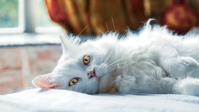 Lonely Cat Looking Out Window смотреть онлайн