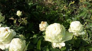 Роза Вакана - японская селекция, Питомник Роз Полины Козловой rozarium.biz