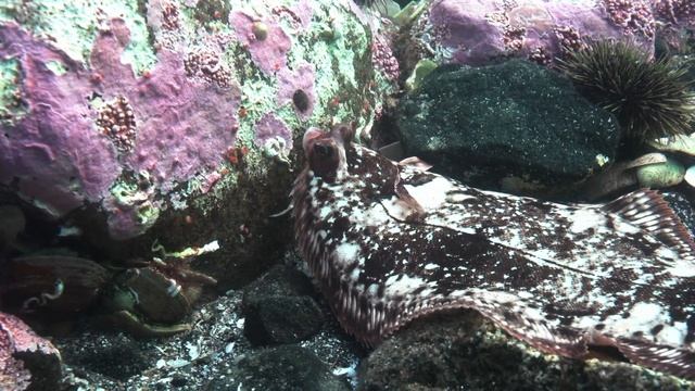 Норвегия. Подводный мир. Norway. Underwater World.