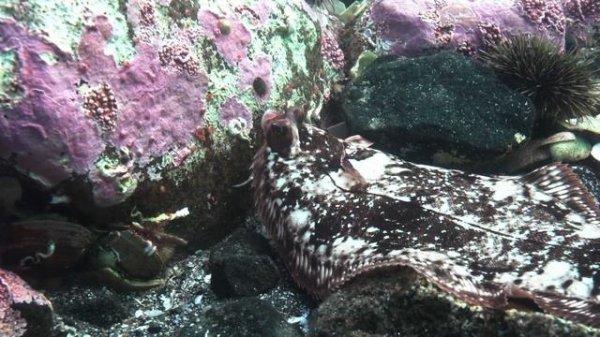 Норвегия. Подводный мир. Norway. Underwater world.