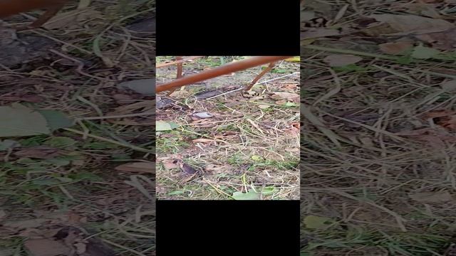 Обрезаю виноград смотреть онлайн