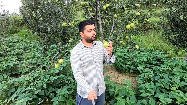 Golden Delicious - 130 Years Old Apple Variety смотреть онлайн