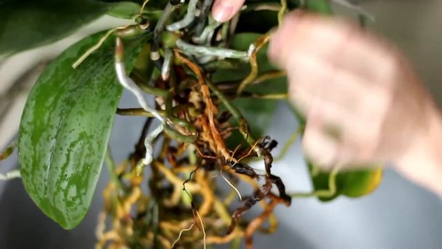 Как пересадить орхидею в домашних условиях смотреть онлайн