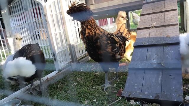 10 MORE Things To Know About Backyard Chickens | BEFORE You Buy Chicks | Beginner Egg Laying Hens смотреть онлайн
