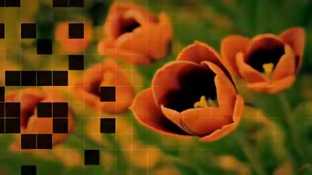 Flashwallpapers - Worlds Most Beautiful Flowers Wallpapers смотреть онлайн