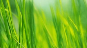 футаж трава