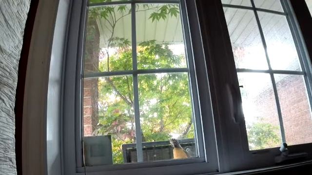 Robin Tapping On Window смотреть онлайн