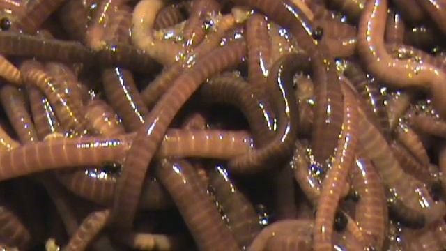 Squirm of Worms 2.wmv смотреть онлайн
