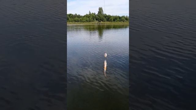 Вот такие монстры у нас ловятся! Окунь на вертушку! смотреть онлайн