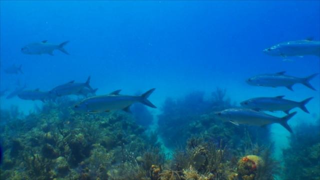Под водой на Карибах