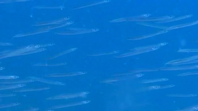 СТАВРИДКА. О чем молчат рыбы 20