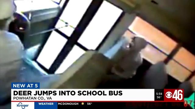 Deer jumps into school bus window смотреть онлайн