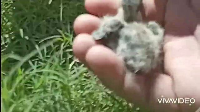 The Bird story Gulf | cat attack to bird nest | You never seen before Amazing story 2022 смотреть онлайн