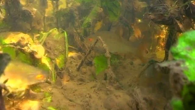 ОСЕНЬ ПОД ВОДОЙ. О чём молчат рыбы 69
