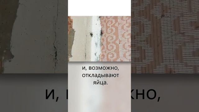 Критическая стадия заражения квартиры клопами