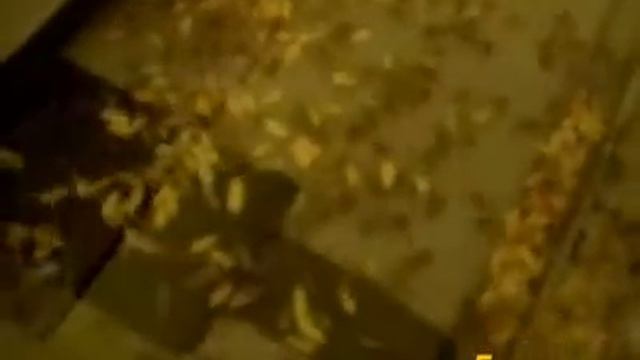 Ants Invade a Printer Scanner смотреть онлайн