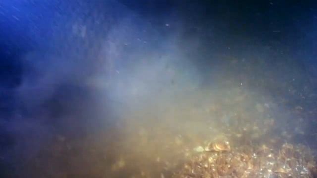 САЗАН. О чём молчат рыбы 59  Cyprinus carpio