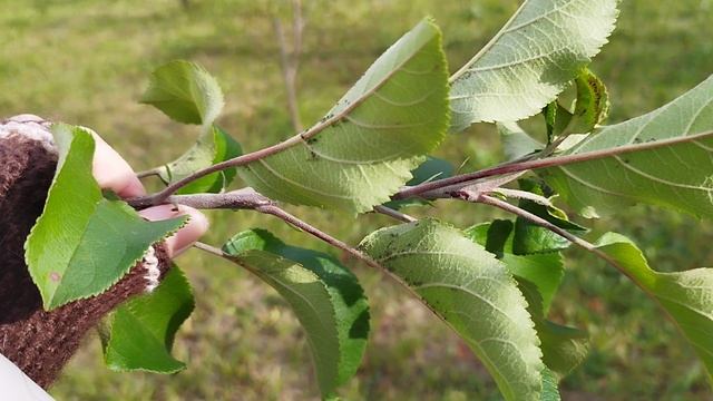 укорачиваем ветки правильно! Годичный прирост. смотреть онлайн