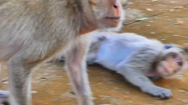 Oh Hoo....old Mama Malida trie to eats food - but she has old teeth can not eat apples look so pity смотреть онлайн