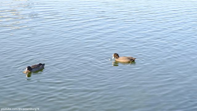 Купчинские карьеры - искусственные водоёмы на юге Санкт-Петербурга