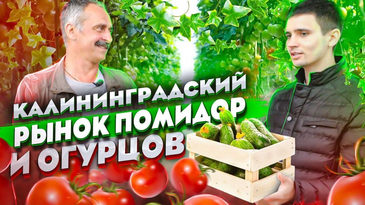 Почему Теплицу в России строят Голландцы?😳Как Захватить КАЛИНИНГРАДСКИЙ рынок Помидор и Огурцов? смотреть онлайн