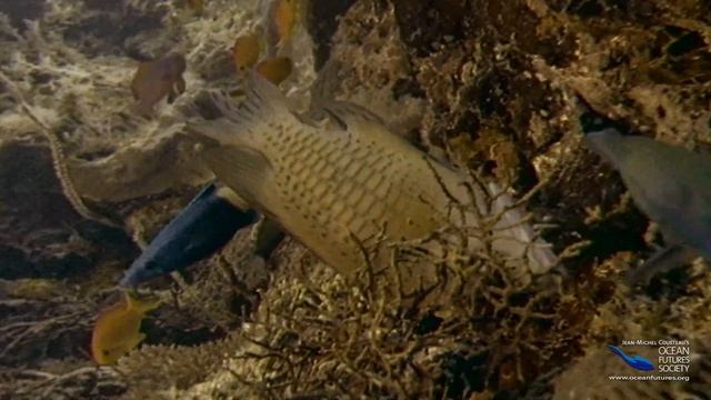 SeaScope 04 - Cleaning Station смотреть онлайн