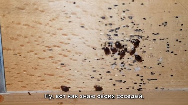 Отзыв об уничтожении клопов и сама обработка в квартире в Москве