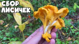 СБОР ЛИСИЧЕК В ОСЕННЕМ ЛЕСУ СРЕДИ ПАПОРОТНИКА