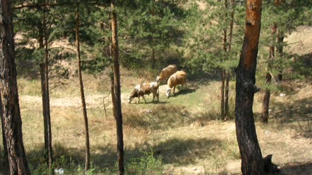 Кяхта.wmv смотреть онлайн