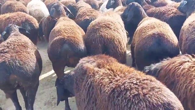 7 октября 2023 г. Ёрибекнинг қӯйлари совхоз гагарин смотреть онлайн