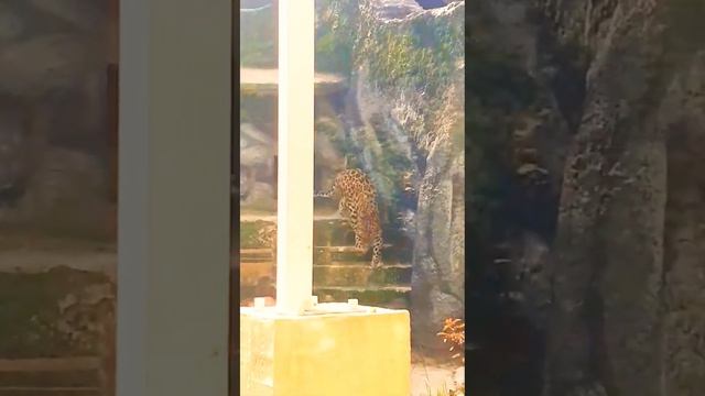 Леопард в зоорарке смотреть онлайн