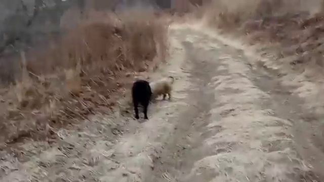 Один день из моей жизни.Вяжем,гуляем и готовим. смотреть онлайн