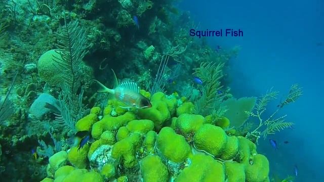 SCUBA Diving on Little Cayman 2016 смотреть онлайн