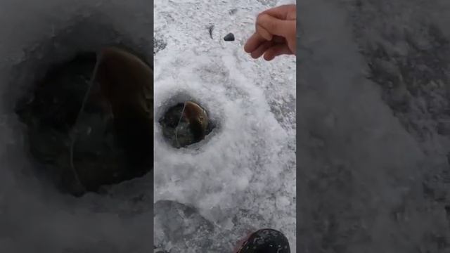 Щука на жерлицу смотреть онлайн