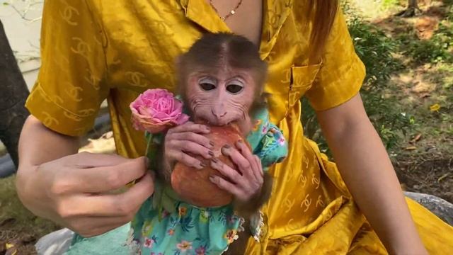 Monkey Baby Tom| Tom and mom eat apples in the morning смотреть онлайн