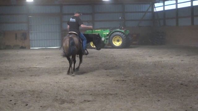 Jeremy N Clover 8-25-15 Basics - neck rein, backing up, flexing etc. смотреть онлайн
