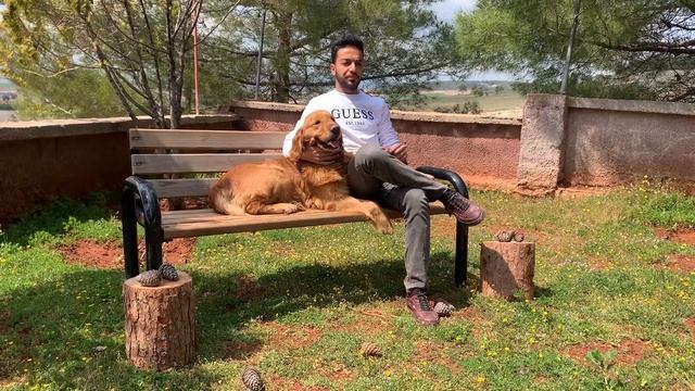 Köpeğinize Tuvalet Alışkanlığı Kazandırın ||| Köpek Eğitimi смотреть онлайн