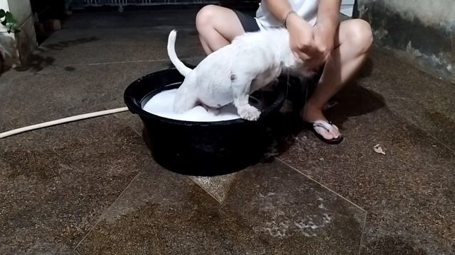 อเมริกันบูลลี่ เจ้าตัวดำ смотреть онлайн