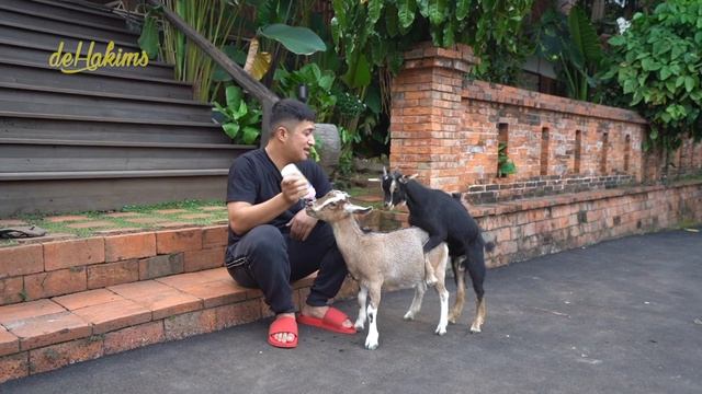 TAYANGAN MEMBATALKAN PUASA..!! KAMBING MINI DOYAN KAWIN. TAPI GAK M4SUK-M4SUK... HAHAHAHA