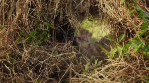 SIDELNIKOVVV — КАКУЛИ (Премьера клипа)