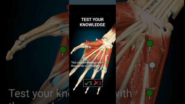 anatomy learning 3d app full details in this vedio смотреть онлайн