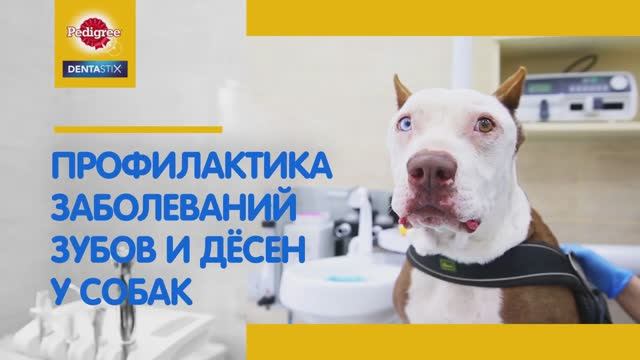 Профилактика заболеваний зубов и десен у собак смотреть онлайн