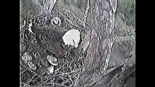 Shiloh Eagles 3 23 12.wmv смотреть онлайн