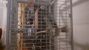 Попугай Жако учится петь "Темная ночь"