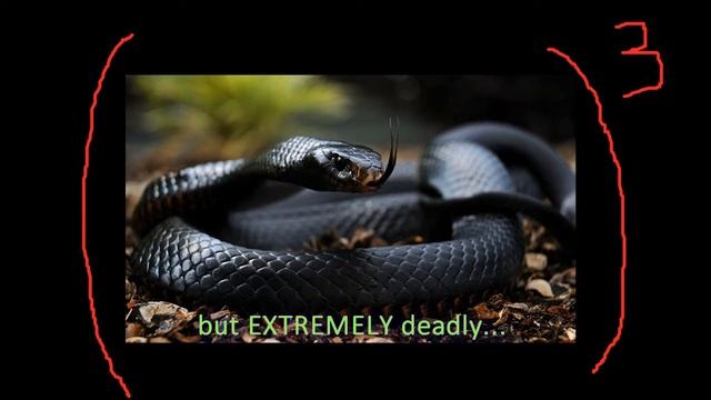 World’s deadliest dog. смотреть онлайн