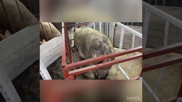 Станок для опороса своими руками! смотреть онлайн