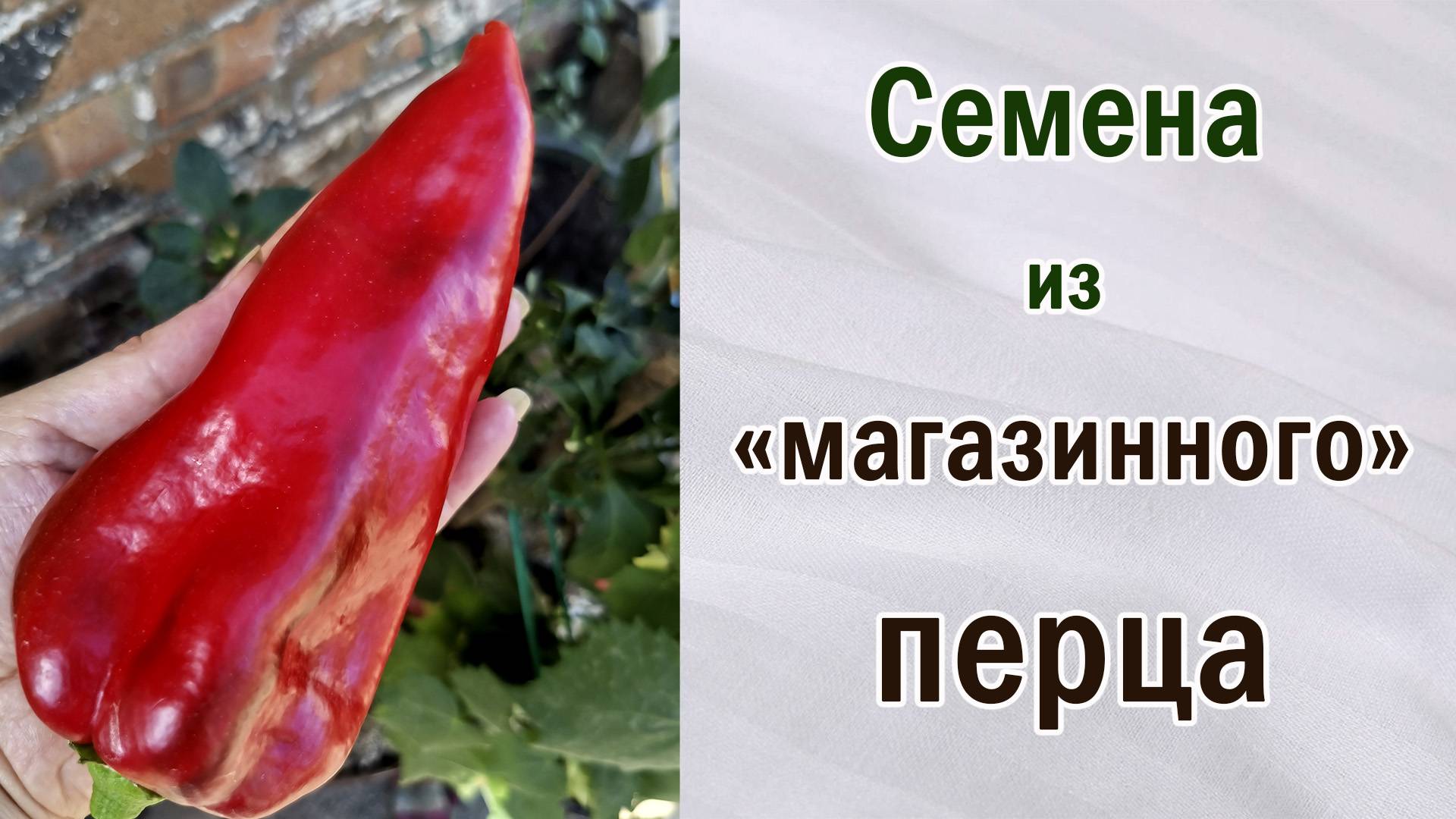 Сладкий перец выращен из семян собранных с магазинного перца. Обзор. смотреть онлайн
