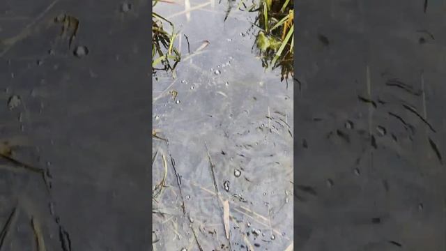 Отпускайте маленькую рыбу и поймаете большую! смотреть онлайн