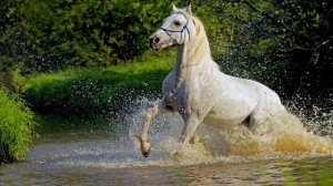 Далеко далеко ускакала в поле молодая лошадь!!!